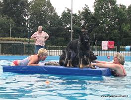 Oudduitse Herders op de mat in het zwembad